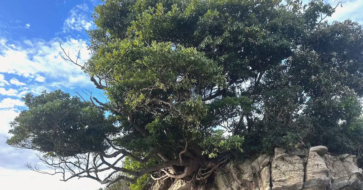 長者ヶ崎の岩の上に枝を広げる木