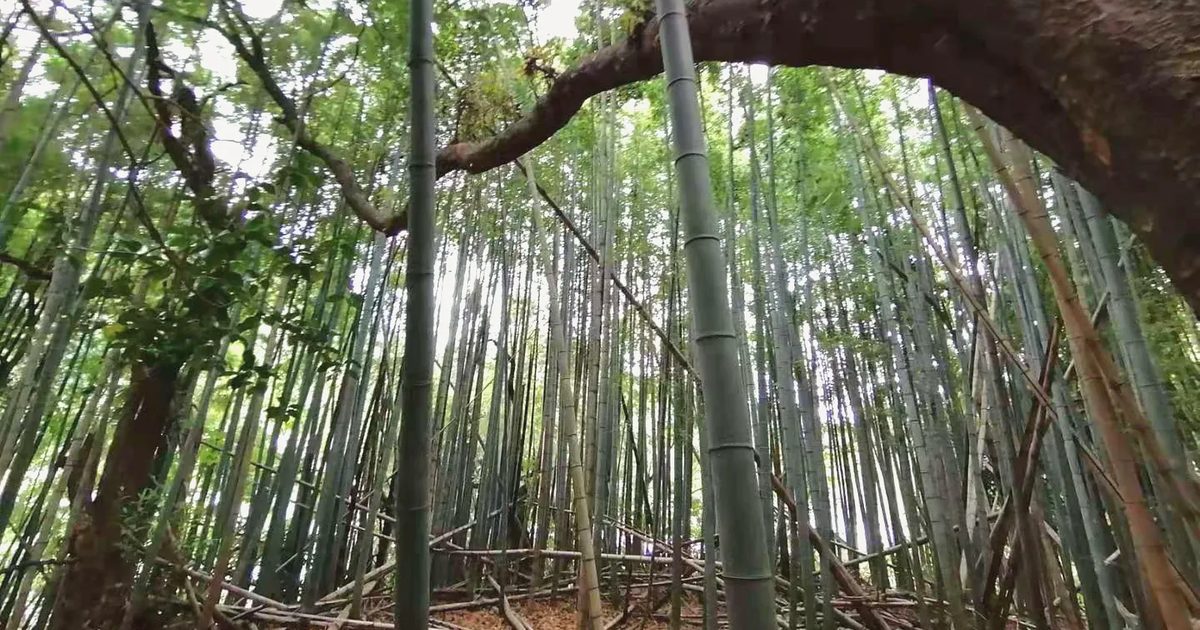 南郷上ノ山公園の竹林の小道