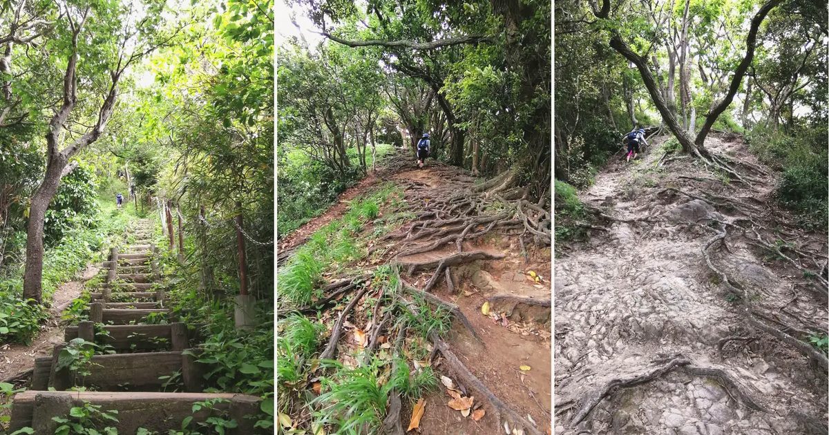 仙元山ハイキングコースなどの森の山道